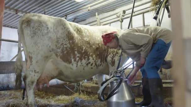 Farmer Ties Dairy Cow Limit Its Movement Milking Rural Sweden — стокове відео