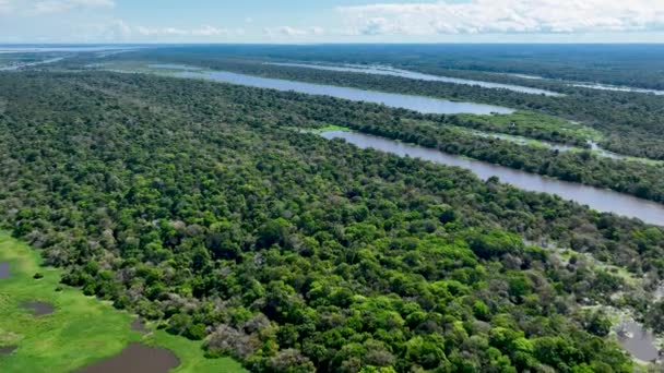 Amazon River Amazon Rainforest Famous Tropical Forest World Manaus Brazil — Stok video