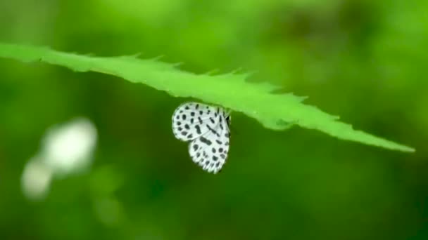 Kelebek Yeşil Yaprağın Üzerine Tünemiş Siyah Beyaz Kelebek Böceği Doğaya — Stok video