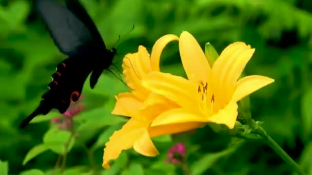 Бабочка Пьет Сосание Отстой Нектар Мед Желтого Опыления Цветами Черный — стоковое видео