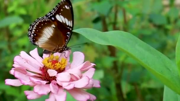 Бабочка Пьет Сосание Отстой Нектар Мед Розовой Мэриголд Цветок Опыление — стоковое видео