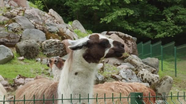 Primer Plano Una Llama Comiendo Hierba Zoológico Gdansk Polonia Lama — Vídeos de Stock