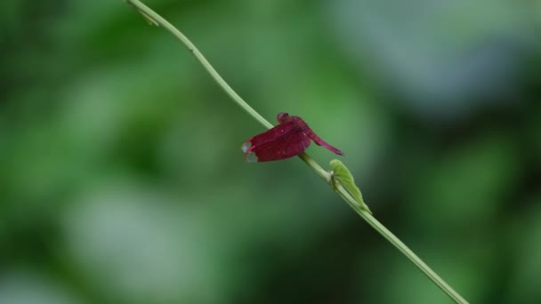 Стовбур Рухається Вітром Також Рухається Головою Grasshawk Dragonfly Neurothemis Fluctuans — стокове відео