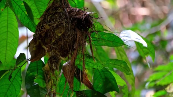 Hnízdo Pohybující Lesním Větrem Stříbrný Broadbill Serilophus Lunatus Kaeng Krachan — Stock video