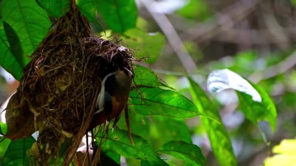 Seen Its Nest Swinging Bit Checks Silver Breasted Broadbill Serilophus — Wideo stockowe