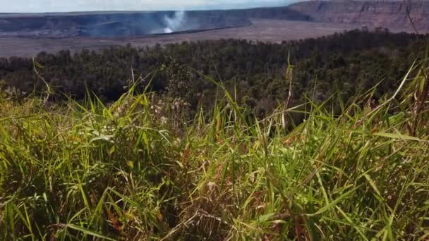 Handheld Shot Booming Wild Grass Foreground Smoking Kilauea Volcano Background — Stockvideo