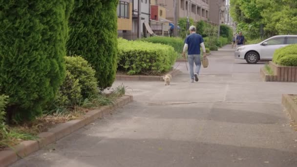 Typical Japanese Neighborhood Early Morning People Walking Dogs Day — 图库视频影像