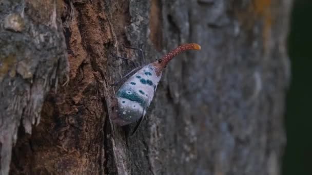 Seen Moving Sideways Right Bark Tree Seen Forest Lantern Bug — Vídeos de Stock