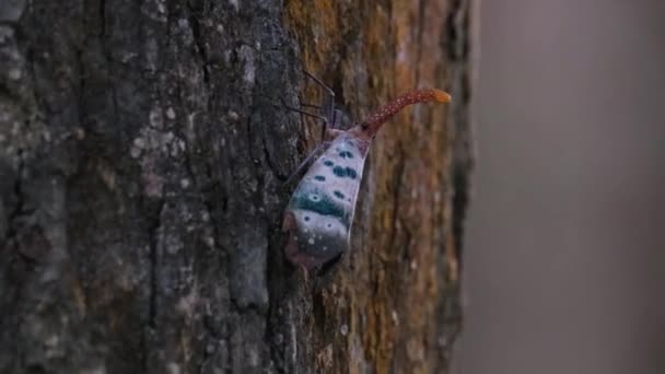 Seen Moving Right Sideways Taps Bark Tree Lantern Bug Pyrops — Stockvideo