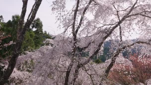 Sunset Lighting Beautiful Pink Sakura Trees Countryside Nara Japan — ストック動画