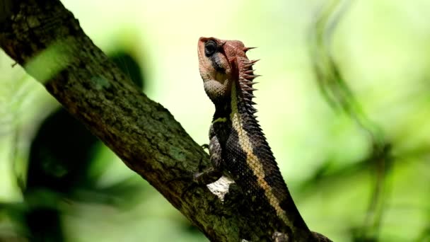 Seen Looking Breathing Forest Forest Garden Lizard Calotes Emma Kaeng — Vídeos de Stock