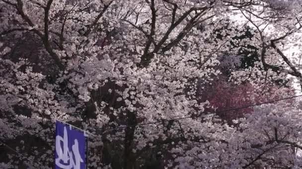 Somei Yoshino Cherry Tree Full Bloom Brilliant Pink Flowers Spring — Vídeos de Stock