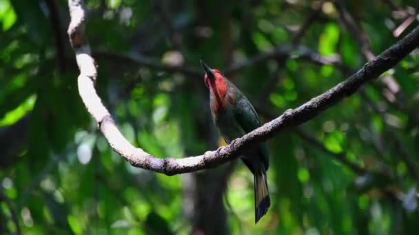 Seen Looking Camera Zooms Out Red Bearded Bee Eater Nyctyornis — Vídeo de Stock