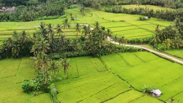 Dirt Path Ubud Countryside Splitting Rice Field Jungle Coconut Trees — Vídeos de Stock