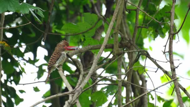 Female Rodent Its Mouth Delivered Its Nestlings Banded Kingfisher Lacedo — Stock Video