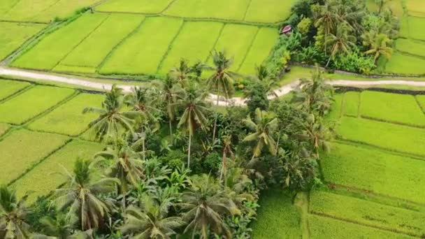 Dirt Road Rural Countryside Ubud Bali Surrounded Coconut Trees Rice — Vídeo de Stock