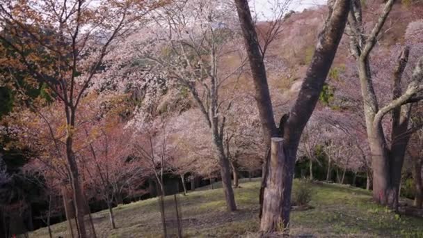 Peaceful Spring Park Japan Sakura Begin Bloom Yoshino Nara — Stock videók