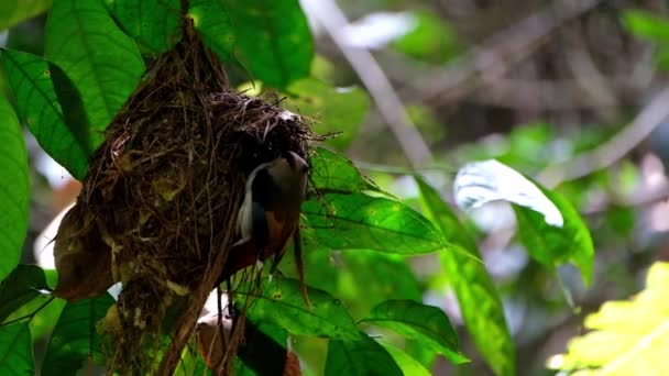 Seen Hanging Its Nest Chirping Jumps Fly Away Silver Breasted — Stockvideo