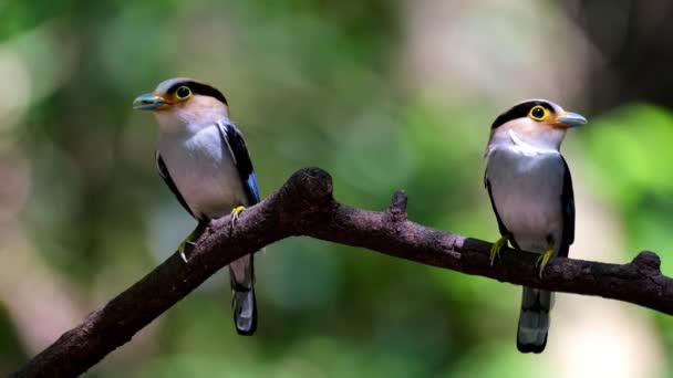 Two Individuals Perched Together Deliver Food Nestlings Silver Breasted Broadbill — Wideo stockowe
