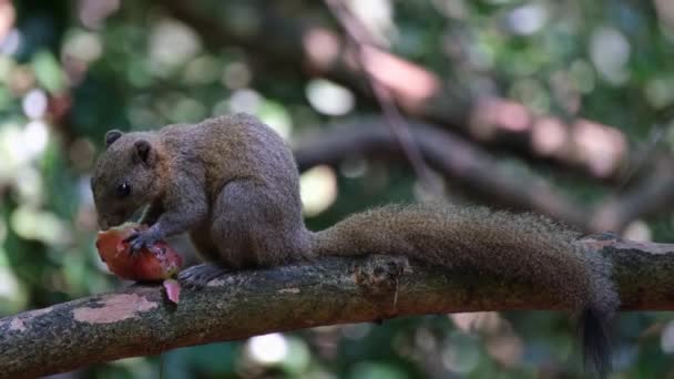 Seen Eating Fruit Facing Left Goes Away Grey Bellied Squirrel — Vídeo de stock