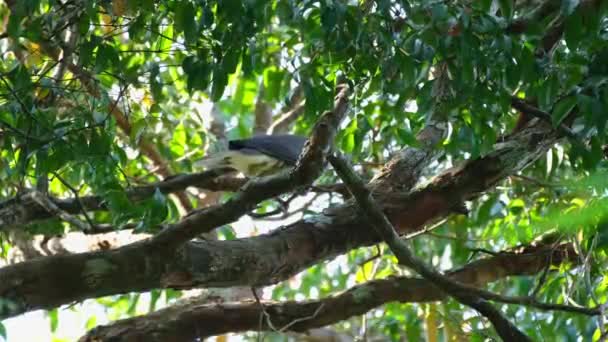 Глядя Листья Дерева Горный Голубь Дукула Национальный Парк Каенг Чан — стоковое видео