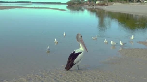 Pelican Waddling Shallow Waters Edge Surrounded Flock Seagulls — Stock Video