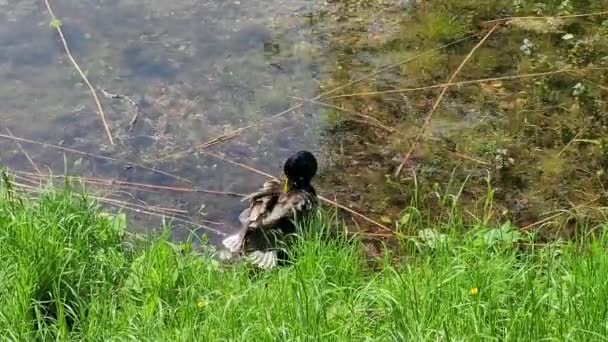 Male Common Duck Preening Lake — Stockvideo