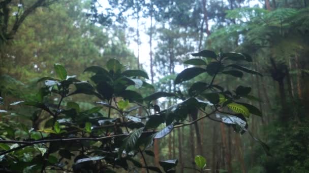 Plant Leaves Front Jungle Leaves Plant Swaying Wind Deep Forest — Vídeo de Stock