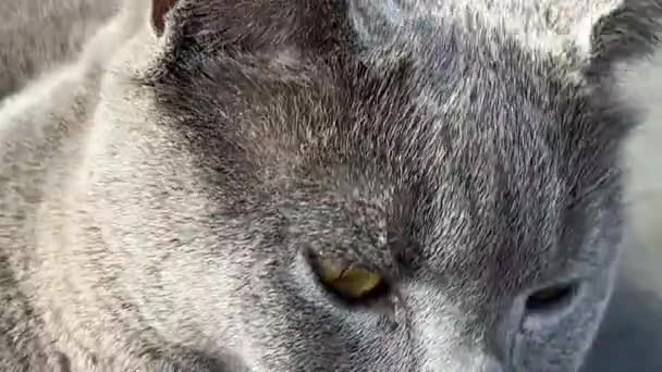 Beautiful British Grey Cat Orange Eyes Looking — Video