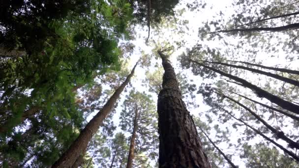 Pine Trees Forest Video Frog Eye Level Shot — Stockvideo