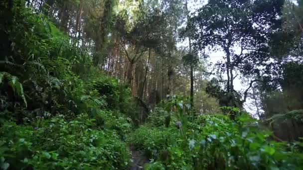 Ambience Middle Indonesia Forest Nature Stock Videos Tropical Rain Forest — Video Stock
