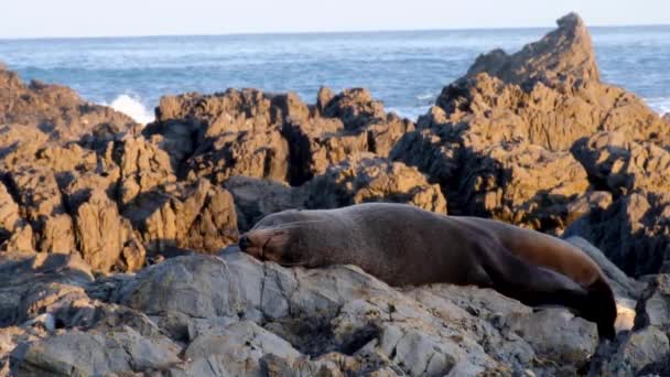 Solo New Zealand Fur Seal Completely Relaxed Sleeping Coastline Rocks — Stok video