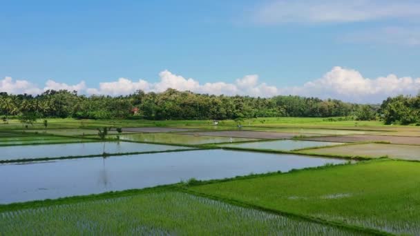 Flooded Green Rice Fields Jungle Bali Indonesia Sunny Day Aerial — Stok video