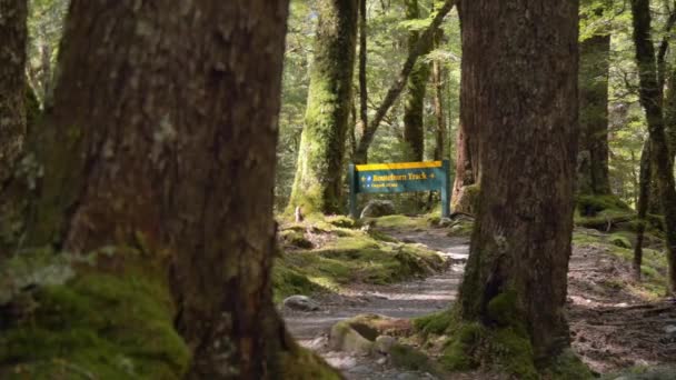 Slider Revealing Routeburn Track Sign Tranquil Sunlit Forest New Zealand — ストック動画