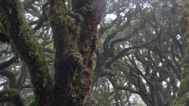 Slider Revealing Misty Fiordland Forest Routeburn Track New Zealand — Video