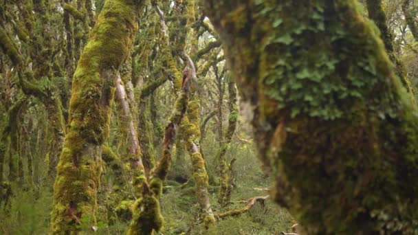 Slider Revealing Vibrant Fiordland Forest Routeburn Track New Zealand — Stock video