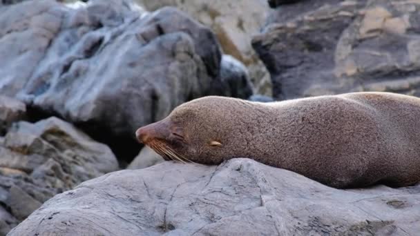 Close Single New Zealand Fur Seal Relaxing Sunbathing Opening Eyes — Stockvideo