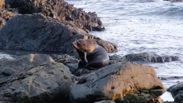 Large Big New Zealand Fur Seal Keneno Scratching Head Fin — Stock video