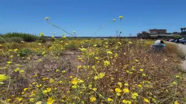 Flores Amarillas Sopladas Por Viento Cerca Del Muelle Playa Ventura — Vídeos de Stock