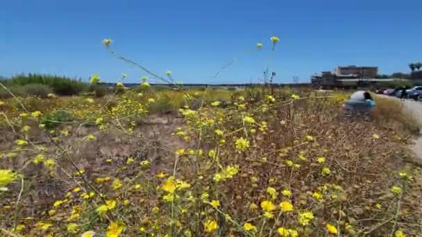 Gula Blommor Som Blåses Vinden Nära Ventura Strandbrygga — Stockvideo