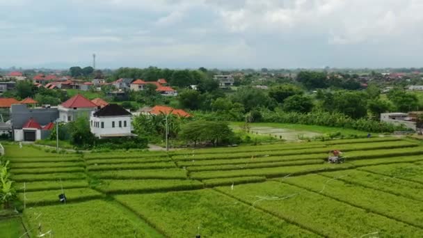 Beautiful Lush Green Rice Fields Canggu Bali Surrounded Local Homes — Stockvideo