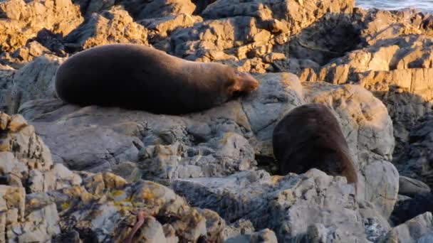 Couple New Zealand Fur Seals Kekeno Rocky Shoreline One Resting — Stok video