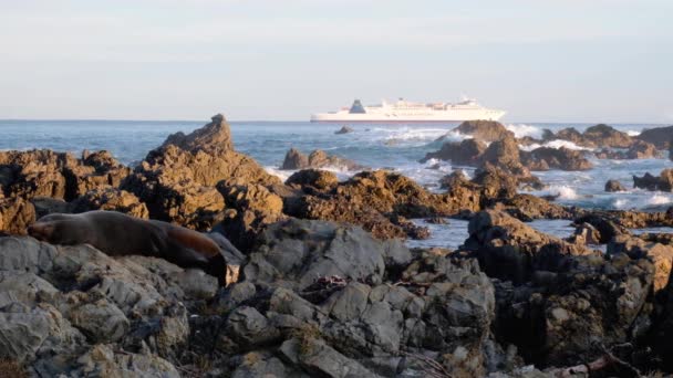 New Zealand Fur Seal Sleeping Rocks Interislander Passenger Ferry Passing — Stock video