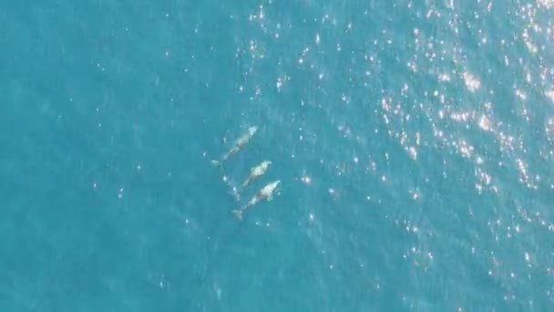 Top Close Drone Footage Three Dolphins Swimming Turquoise Ocean — 图库视频影像