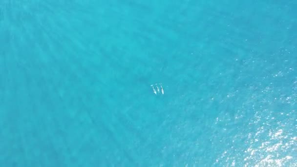 Top Drone Footage Three Far Dolphins Swimming Turquoise Ocean — Vídeo de stock