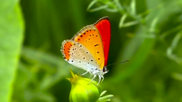 Butterfly Sitting Perched Flower Bud Yellow Red Orange White Colourful — Wideo stockowe