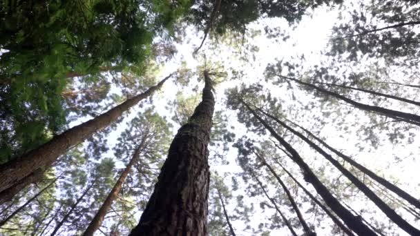 Bottom Shot Showing Huge Pine Trees Bright Sky Forest Indonesia — Stockvideo