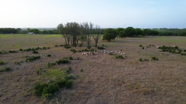 Aerial Footage Flock Sheep Field Camera Approaches Long Distance — ストック動画