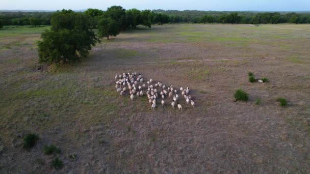 Aerial Footage Flock Sheep Field Camera Static — Αρχείο Βίντεο