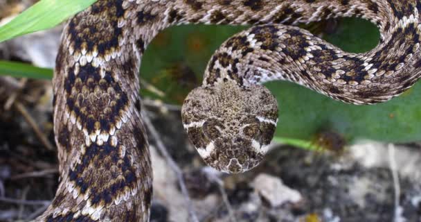 Static Video Western Diamondback Rattlesnake Crotalus Atrox Close Shot Snake — Stok video